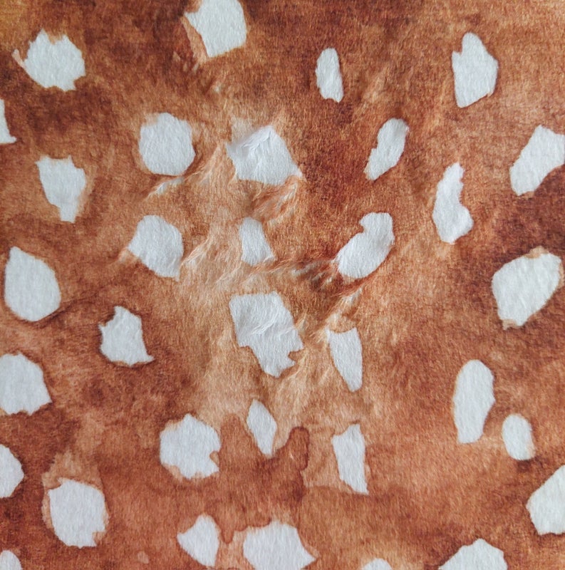 Bambin pilkut, ruskea, karvakangas